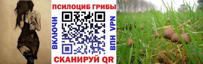 Галлюциногенные грибы Cubensis Сокол